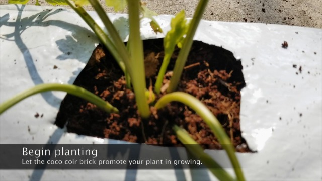 COCO Amazon.com : Hodiax Premium Coco Coir Brick, 11Lbs High